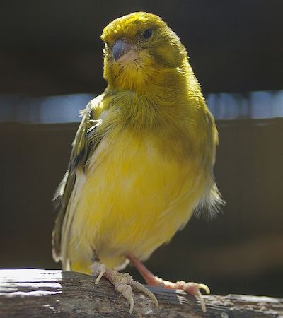canary image