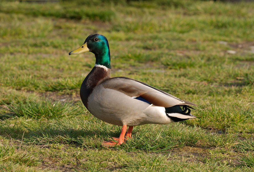 duck image