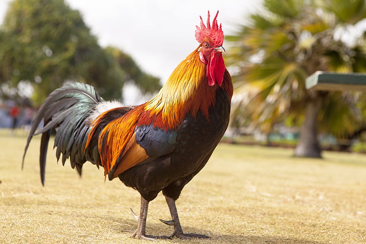 rooster image