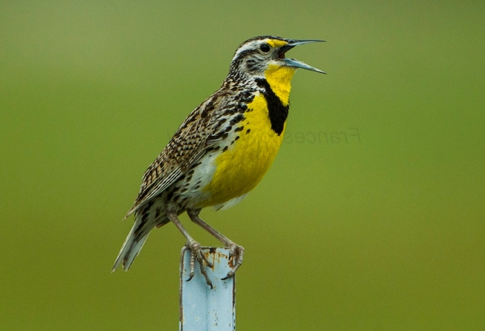 meadowlark image