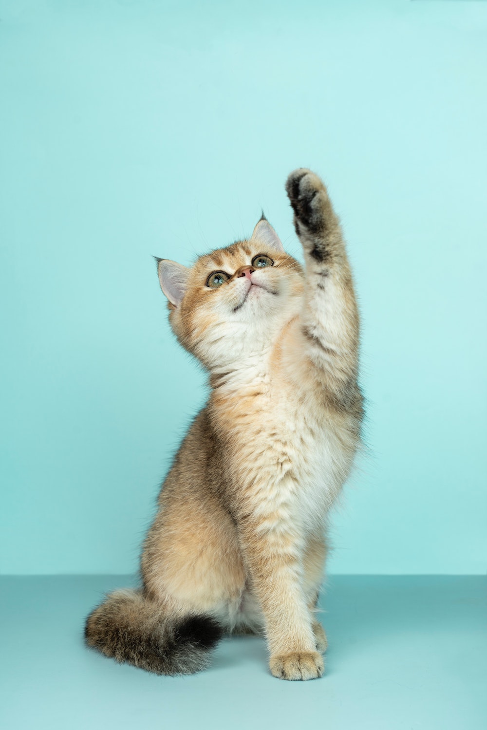 Photo of pet