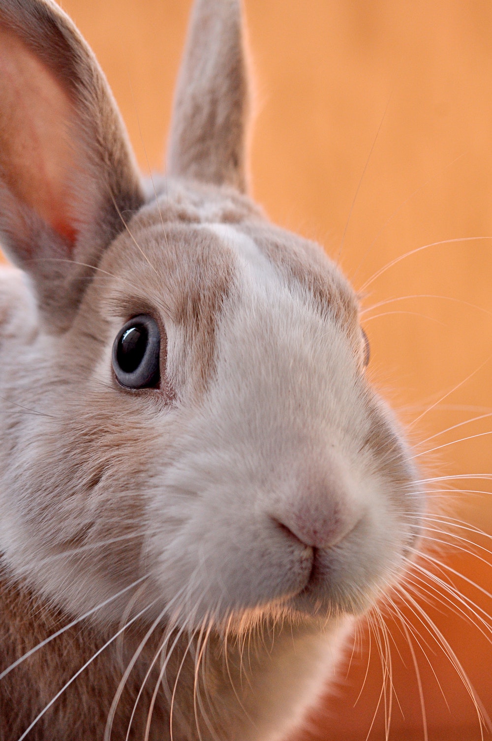 Photo of pet